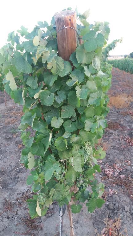 Terras - Agroturismo & Vinhos ベジャ エクステリア 写真