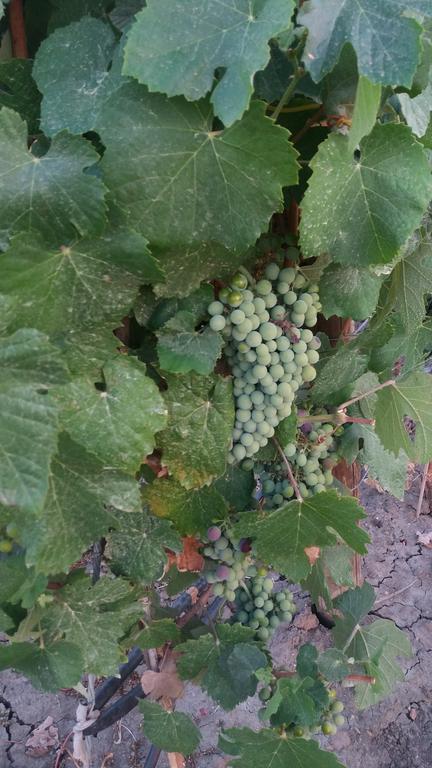 Terras - Agroturismo & Vinhos ベジャ エクステリア 写真